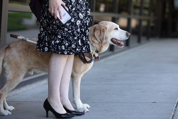A light-colored guide dog standing next to a woman in a dress on concrete sidewalk outside