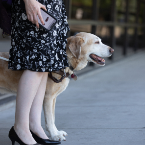 Woman who is blind stands outside for a ride along with her guide dog.